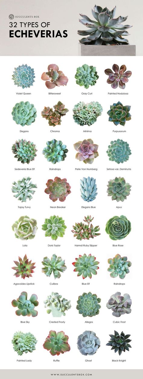 Small Garden Plans, Tanaman Sukulen, Kaktus Dan Sukulen, Different Types Of Succulents, Succulent Names, Types Of Succulents Plants, Succulent Garden Landscape, Tanaman Indoor, نباتات منزلية