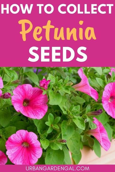 Collecting petunia seeds Harvesting Petunia Seeds, How To Collect Petunia Seeds, How To Harvest Petunia Seeds, How To Collect Seeds From Flowers, Petunia Seeds How To Grow, Planting Petunias From Seed, How To Save Petunia Seeds, How To Save Seeds From Flowers, Harvesting Seeds From Flowers