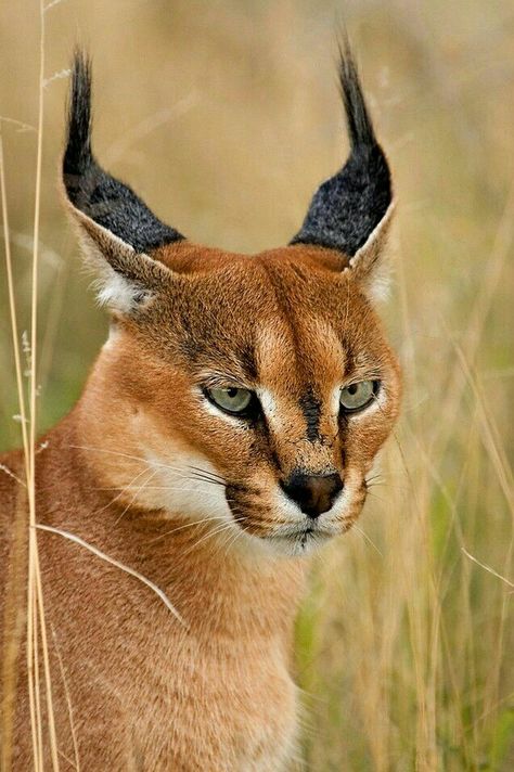 Caracal Caracal Cat, Small Wild Cats, Rare Cats, Exotic Cats, Airbrush Art, Lynx, Exotic Pets, Beautiful Cats, 귀여운 동물