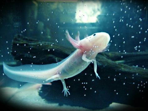 I need an axolotl so freaking bad they're so cute Aesthetic Axolotl, Axolotl Wallpaper, Axolotl Minecraft, Axolotl Care, Axolotl Tank, Axolotl Cute, Tier Tattoo, Young Animal, Reptiles And Amphibians