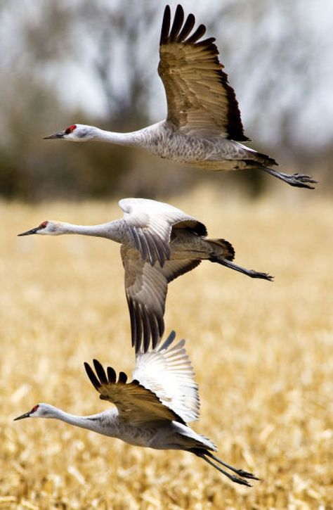 Sandhill Cranes, Sandhill Crane, Migratory Birds, Crane Bird, Herons, Shorebirds, Sea Birds, Pretty Birds, Bird Photo