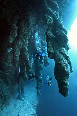 The Great Blue Hole, Belize Great Blue Hole Belize, Blue Hole Belize, Great Blue Hole, Blue Hole, Roatan, Santa Lucia, Underwater World, Ocean Life, Scuba Diving