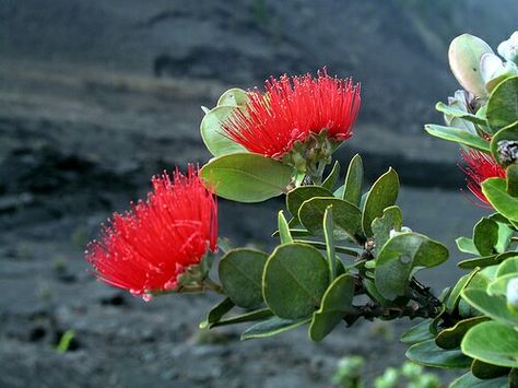 Ohia Lehua Can hold its breath. Lehua Flower Tattoo, Ohia Lehua Tattoo, Hawaiian Foliage, Pele Goddess, Hawaiin Flowers, Lehua Flower, Ohia Lehua, Island Flowers, Hawaiian Plants