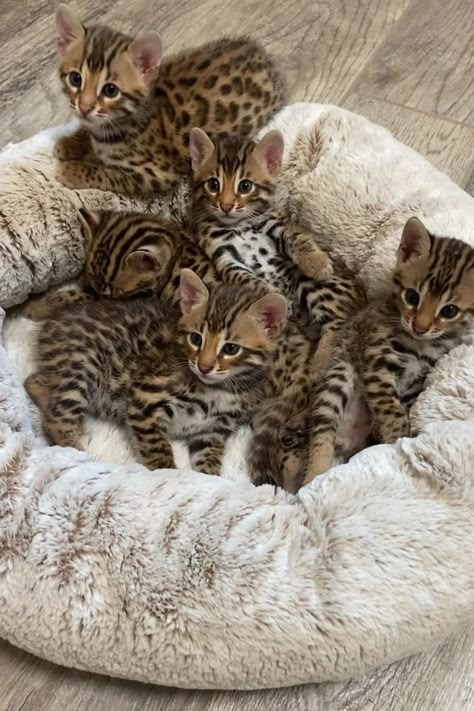 Regnul Animal, Street Cats, Cute Animals Puppies, Gorgeous Cats, Cute Cats Photos, Pretty Animals, Silly Animals, Bengal Cat, Cute Animal Photos