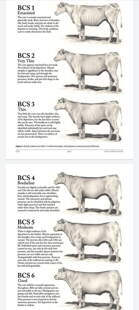 Livestock Judging Tips, Cow Knowledge, Cattle Judging, Cattle Showing, Cow Food, Types Of Cows, Dexter Cattle, Livestock Judging, Cow Feed