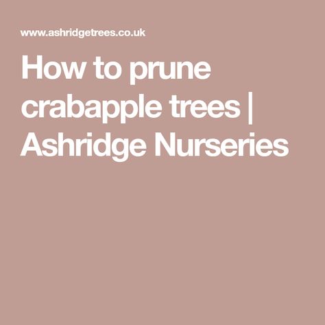 How to prune crabapple trees | Ashridge Nurseries Plant Training, No Bake Blueberry Cheesecake, Pruning Saw, Spring Snow, Crabapple Tree, Beech Tree, Gardening Advice, Crab Apple, Blueberry Cheesecake