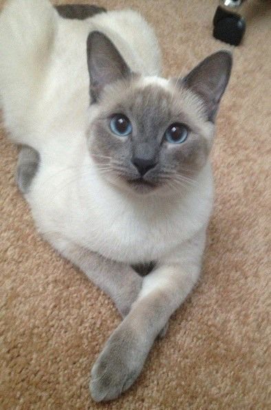 Siamese/Orientals cats.Lilac point,Seal tabby silver Siamese,Seal point, Flame point, ,Balinese andTonkinese. Tonkinese Cat, Tonkinese, Siamese Kittens, Cute Cats And Kittens, Siamese Cats, Pretty Cats, Beautiful Cats, Cat Photo, Crazy Cats