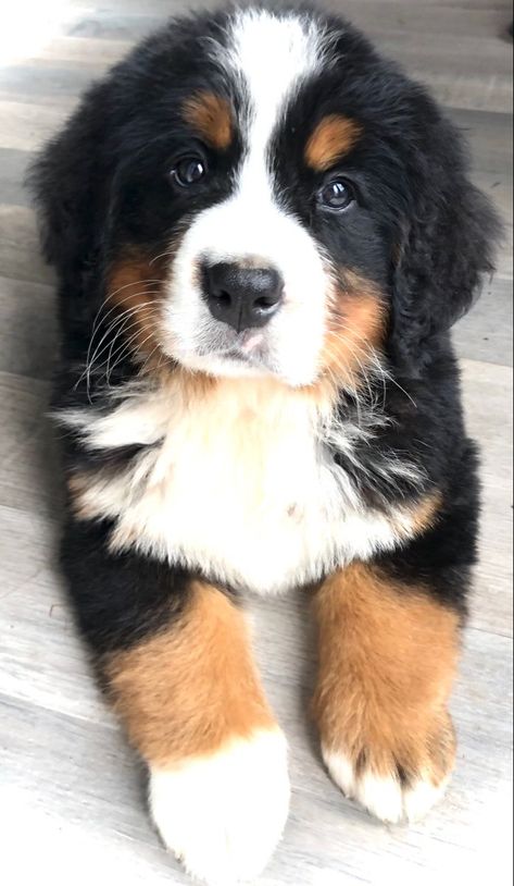 Burmese Mountain Dog Puppy, Burnese Mountain Dog, Psy I Szczenięta, Haiwan Lucu, Super Cute Puppies, Cute Animals Puppies, Really Cute Dogs, Cute Dog Pictures