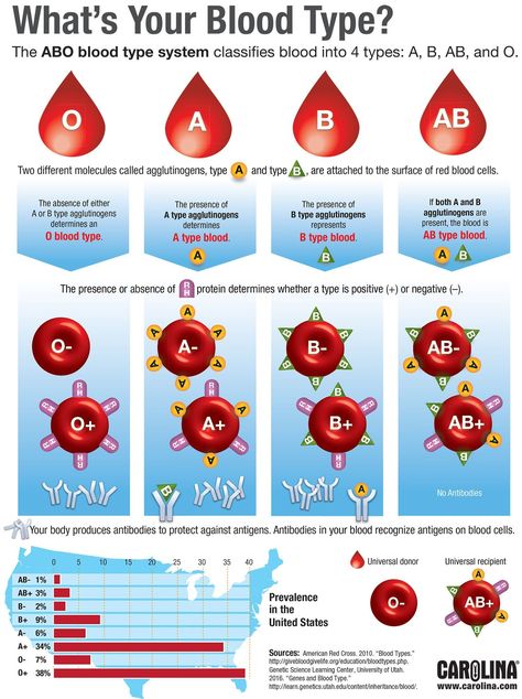 Blood Type Chart, Type Chart, Blood Types, Ap Biology, Blood Groups, Biology Lessons, Teaching Biology, Biology Notes, Forensic Science