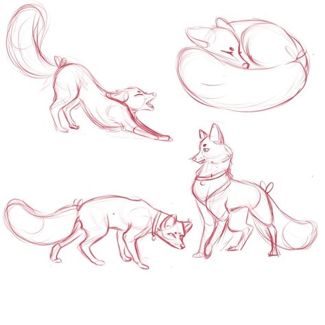 Pose Reference With Animal, Fox Anatomy Reference, Foxy Drawings, Anatomy Easy, Fox Sketches, Fox Drawing Sketches, Dachshund Wallpaper, Fox Sketch, Start Sketching