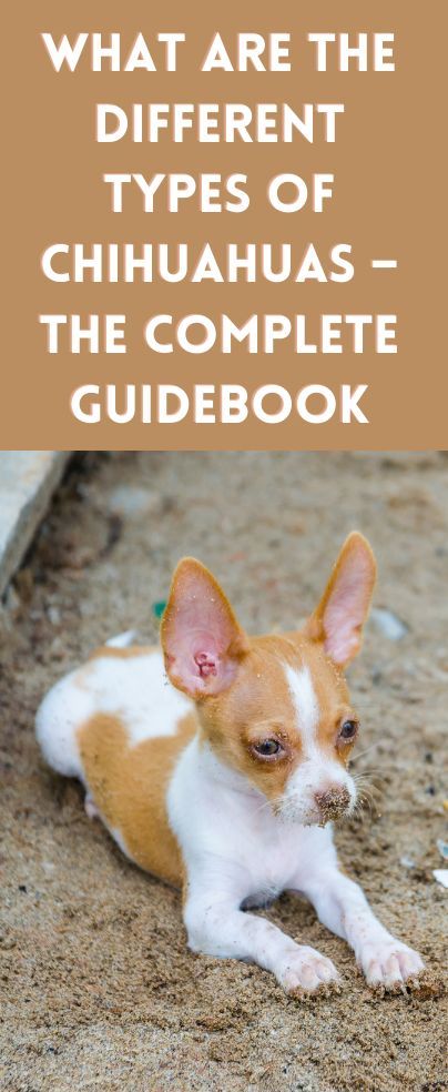 Chi lovers always want to know what are the different types of Chihuahuas out there? If you’re the same, you’re going to love our guidebook! Chug Puppies, Types Of Chihuahua, Apple Head Chihuahua, Long Hair Chihuahua, Merle Chihuahua, Third Watch, Chihuahua Breeds, Puppy Images, Long Haired Chihuahua