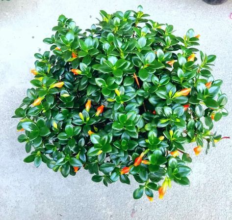 Goldfish Plant: Grow & Care for Nematanthus Gregarious - RayaGarden