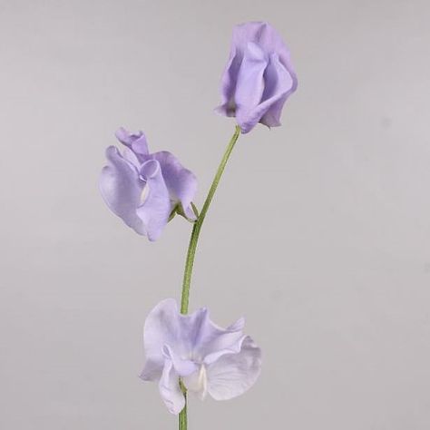 Purple Sweet Pea Flowers, March Flowers, Winter Sunshine, Dutch Flowers, July Flowers, Sweet Pea Flowers, April Flowers, Sweet Perfume, April Wedding