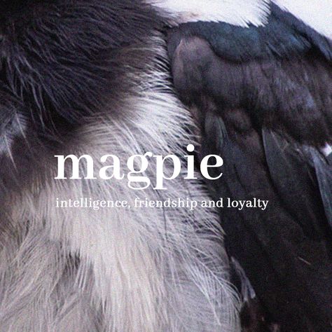 magpie symbolizes intelligence, friendship and loyalty Magpie Symbolism, Loyalty Aesthetic, Magpie Wings, Magpie Aesthetic, Crow Feathers, Magpie Art, Brown Aesthetic, Magpie, Crows