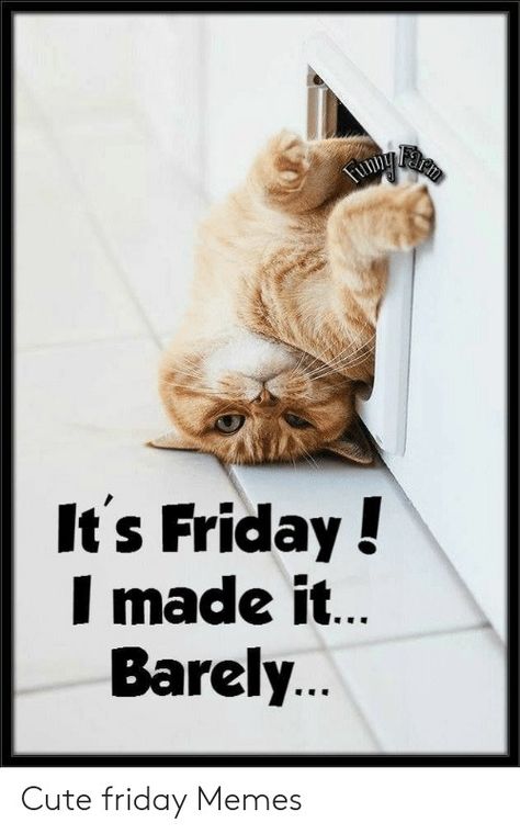 Happy Friday Funny, Friday Funny Images, Happy Friday Humour, Friday Cat, Friday Funny, Friday Meme, Funny Friday Memes, Good Morning Happy Friday, Good Morning Funny Pictures