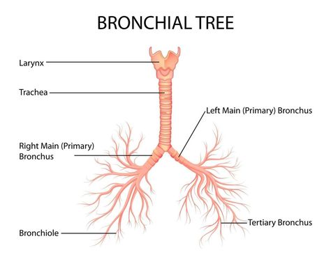 illustration of Healthcare and Medical education drawing chart of Human Bronchial Tree of Lungs for Science Biology study Bronchial Tree, Lungs Drawing, Education Drawing, Random Drawings, Science Biology, Tree Roots, Medical Education, Anatomy And Physiology, Art Christmas