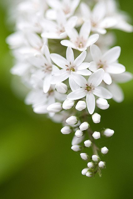 I finally found the name of this plant - Lysimachia clethroides.  bloomingwhite by taryntella2, via Flickr Ikebana, White Gardens, Deco Floral, Garden Cottage, Flower Beauty, Beautiful Blooms, Dream Garden, White Flower, Love Flowers