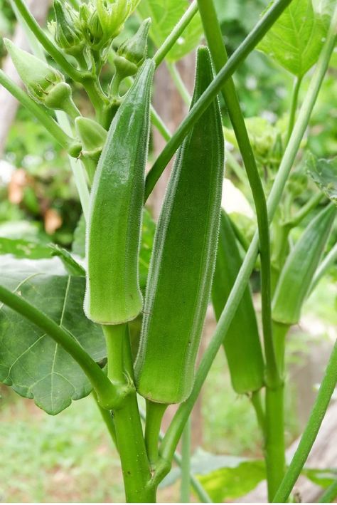 Okra - 15+ seeds per package - 100% Organic Okra reaches maturity in 50 to 65 days. The plants can produce for ten to 12 weeks. It grows and bears seed pods until frost, which quickly turns them black and kills them. Start harvesting a few days after the okra blooms fade. For the best yields, plant okra in the spring 2 to 3 weeks after all danger of frost has passed. For a good fall crop, plant at least 3 months before the first fall frost. Plant the okra seeds about 1 inch deep and 2 inches apa Planting Okra, Grow Okra, Growing Okra, Okra Plant, Okra Seeds, Winter Soup Recipe, Fall Crop, Winter Soups, Starter Plants