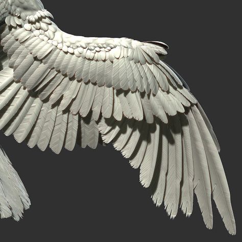 Darya Girina Zbrush Endless Way: Modelling bird feather and wings: Zbrush short visual tutorial Zbrush Character, Wings Drawing, Wings Art, Bird Wings, Feather Wings, Photo Reference, Art Tips, Creature Design, Drawing Tips