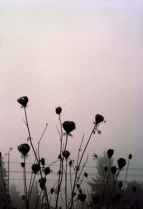 "Eerie" Clever Nettle Tela, Fields Painting, Plants Are Friends, Fine Photography, Fall Aesthetic, Pink Sky, On Film, Beautiful Fantasy Art, Heart Art