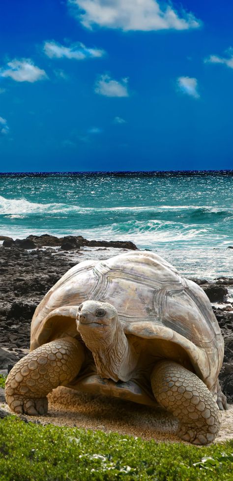 Galapagos Islands, Land Turtles, Galapagos Tortoise, Fauna Marina, Giant Tortoise, Ecuador Travel, Tortoise Turtle, Amazing Places On Earth, All Animals