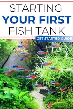 Community Fish Tank Ideas, Community Aquarium Ideas, Fish Tank For Beginners, Starter Fish Tank, Tetra Fish Tank Ideas, Ten Gallon Fish Tank Ideas, Fresh Water Fish Tank Ideas, Tropical Fish Tank Ideas, Beginner Fish Tank