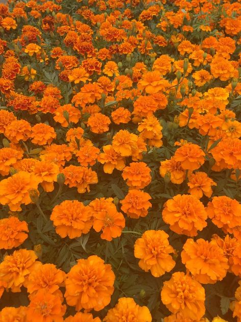 Pin by ep ♡ on aes. colors | Orange aesthetic, Orange wallpaper, Orange background Orange Clothing Aesthetic, Color Orange Aesthetic, Orange Colour Aesthetic, Orange Aesthetic Cute, Carnation Aesthetic, Orange Carnations, Flowers Carnations, Aesthetic Orange, Purple Wallpaper Iphone