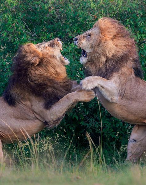 Lion sightings - Salas males! Great capture of an intense... Lion Reference Poses, Lion Poses, Painting Anatomy, Lion Reference, Lion Photos, Lion Hd Wallpaper, Random Poses, Cat References, Masai Mara Kenya