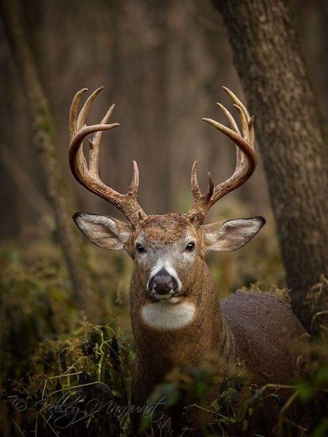 . Red Deer Photography, Whitetail Deer Photography, Deer Photos Nature, Pictures Of Deer In Woods, Deer In Forest, Red Deer Stag Photography, Whitetail Deer Pictures, Deer Photography, Big Deer