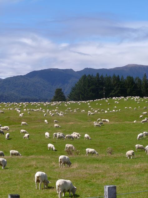 Oh the sheep you will see in New Zealand! Sheep Farming, Farm Sanctuary, New Zealand Landscape, Islamic Wallpaper Iphone, New Zealand North, British Garden, Sheep Farm, Ancient Buildings, Goat Farming