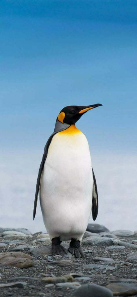 Penguin Photo, Penguin Photos, Emperor Penguin Photography, Erect Crested Penguin, Penguin Pictures, King Penguin, Galaxy Wallpaper Iphone, Emperor Penguin, Food Art Photography