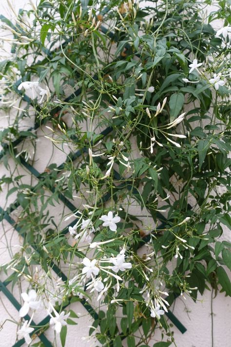 How to grow and care for jasmine | Better Homes & Gardens Growing Jasmine, Jasmine Vine Trellis, Jasmine On A Trellis, How To Grow Jasmine From Cuttings, Jasmine Growing On House, Propagating Jasmine From Cuttings, Star Jasmine Wall, Common Jasmine, Asiatic Jasmine