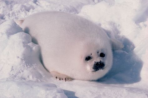 White Baby Seal animals snow white cold baby animals wildlife seal baby seal Seal Pictures, Harp Seal Pup, Funny Seals, Baby Harp Seal, Harp Seal, White Seal, Conservation Biology, Cute Seals, Seal Pup