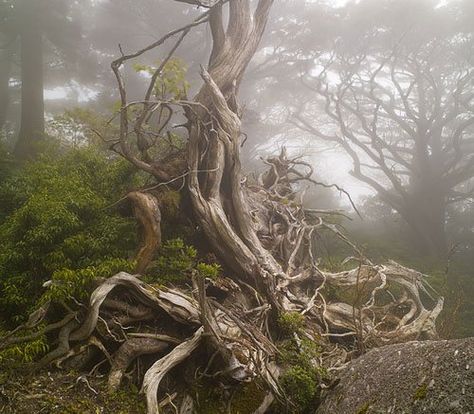 gnarled tree / spooky Gnarled Tree, Creeping Fig, Yakushima, Pinterest Garden, Mystical Places, Detroit Institute Of Arts, Mystical Forest, Rock Face, Land Of Enchantment