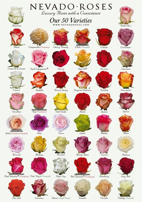 Rose Color Meanings, Flower Chart, Different Types Of Flowers, Rose Varieties, Flower Guide, Types Of Roses, Flower Meanings, Belle Rose, Flower Names