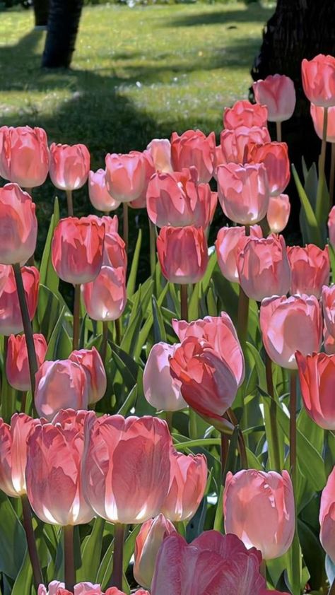 Garden Of Tulips, Tulip Flower Pictures, Wallpapers Rosa, Tulips Aesthetic, Pretty Flowers Pictures, Pink Flowers Wallpaper, Pink Wallpaper Backgrounds, Vintage Flowers Wallpaper, Flowers Photography Wallpaper