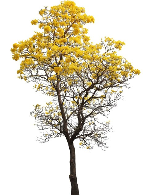 Tabebuia Tree, Png Plants, Tree Psd, Tree With Leaves, Tree Photoshop, Trees Png, Hobby Farming, Plant Texture, Tree Plan