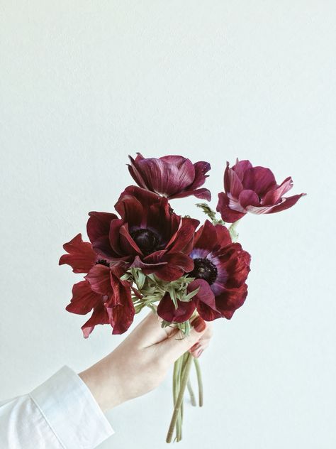 Maroon Aesthetic, Burgundy Aesthetic, Rosy Posy, Moody Modern, Red Anemone, Winter Florals, Rustic Bride, Color Aesthetic, Korat