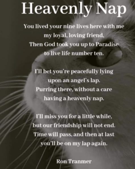 Cats In Heaven Quotes, When Your Cat Dies Quotes, Prayer For Pet Passing, Dead Cat Quotes, Tattoos For Cats That Passed, Tattoo For Cat That Passed, Losing A Cat Quote, In Memory Of Cat, Loss Of A Cat