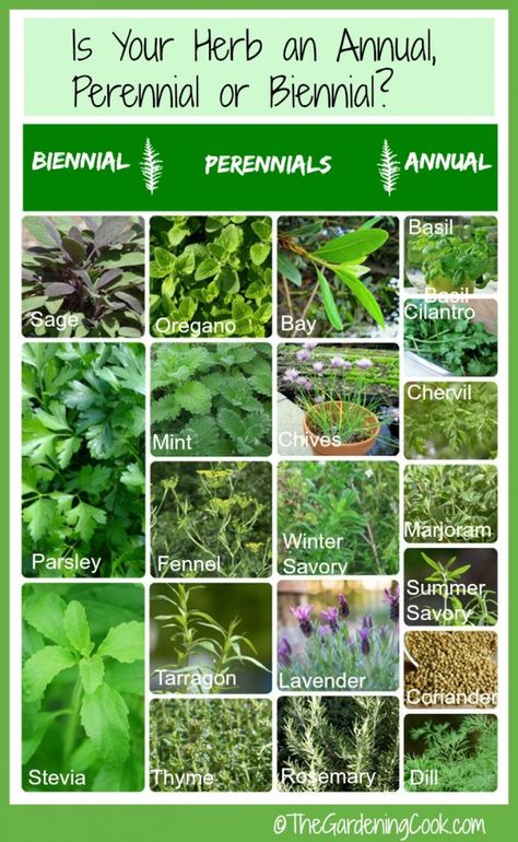 Is your herb an annual, perennial or biennial? This handy chart will tell you everyting you need to know about fresh herbs. Magia Das Ervas, Types Of Herbs, Herb Garden Design, Vertical Herb Garden, Perennial Herbs, Indoor Herb Garden, Herbs Indoors, Healing Herbs, Growing Herbs