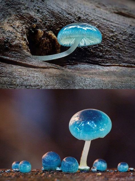 Blue Mycena Mushroom, Fantasy Items Products, Mycena Mushroom, Pretty Mushrooms, Mushroom Blue, Different Mushrooms, Blue Mushrooms, Blue Mushroom, Forest Mushrooms