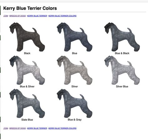 Kerry Blue Terrier, Dog Artwork, Colouring Pics, Dog Info, Dog Breeds, Dog Cat, Dogs, Animals, Blue