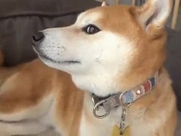 via GIPHY Dog Tracker, Pet Tracker, Dog Animation, Shiba Inu Puppy, Shiba Inu Dog, Sloths Funny, Dog People, Dog Images, Funny Dog Videos