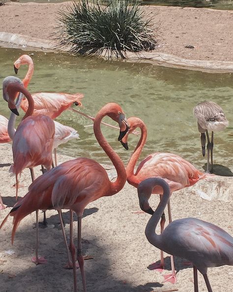 Caught these flamingos at the San Diego zoo making a heart!! Aesthetic Alice In Wonderland, Queen Of Hearts Aesthetic, Flamingo Aesthetic, Flamingo Heart, Flamingo Animal, Thea Stilton, Florida Flamingo, Hearts Aesthetic, Pink Core