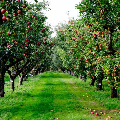 Orchard Design, Orchard Garden, Future Farms, Fruit Picking, Apple Orchard, Garden Trees, Tree Farms, Apple Tree, Farm Gardens