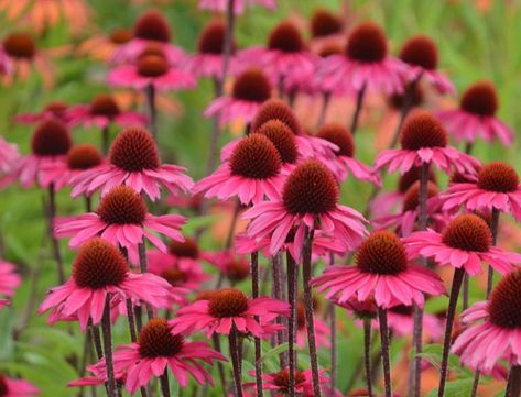 Pink Coneflower, Prairie Planting, Prairie Flower, Asclepias Tuberosa, Hummingbird Garden, Echinacea Purpurea, Pink Shades, Lavender Pink, Wildflower Garden