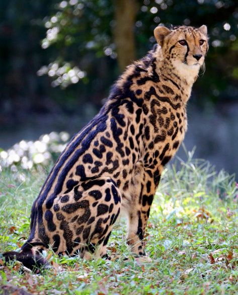 King Cheetah sitting in the shade. Both parents must carry the mutation that produces those wonderful black markings in its fur. (Steve Tracy | Flickr) Cheetah Sitting, King Cheetah, Cheetah Drawing, Tattoo Aesthetic, Wild Creatures, Rare Animals, Pretty Animals, Cheetahs, Animal Sketches