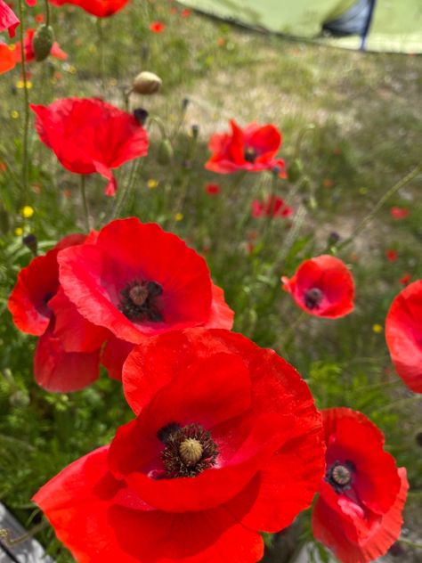 Poppys Aesthetic, Poppycore Aesthetic, Red Poppy Aesthetic, Poppy Aesthetic Flower, Red Summer Aesthetic, Poppy Flower Aesthetic, Poppy Core, Red Flower Aesthetic, Poppies Aesthetic