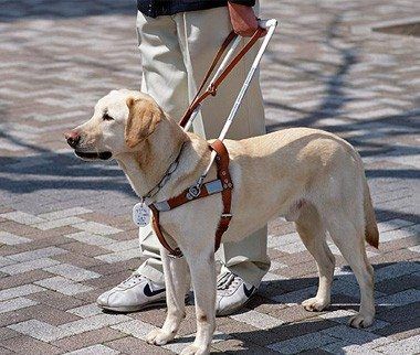 The Official US Service Animal & Support Animal (ESA) RegistryRegister Your Service Animal, Emotional Support Animal, or Apply for a Doctor Letter for Airline Travel & Housing. Labrador Training, Dog Minding, Emotional Support Dog, Support Dog, Emotional Support Animal, Animal Help, Guide Dog, Therapy Dogs, Dog Obedience