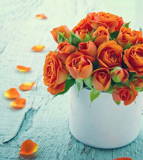 Pinterest: @CoffeeQueen4 Thank you xoxo  #flowers#roses#natural#beauty#inspirational#lovely Morning Glory Flowers, Popular Flowers, Daffodil Flower, Jaune Orange, White Cups, Most Beautiful Flowers, Orange Roses, Beautiful Rose Flowers, Rose Wallpaper